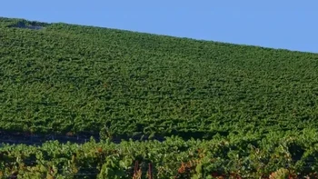 Pada 2020, bentuk bukit yang familier dari wallpaper Windows XP masih mudah dikenali. Namun rumput hijau yang dulu menutupinya telah berganti menjadi hamparan kebun anggur. Foto: Insidehistory via Boredpanda