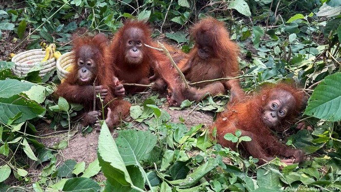 Orangutan di alam liar hanya berasal dari pulau Sumatra di Indonesia dan Kalimantan. Orangutan muda ini ditemukan di sebuah hutan di India (Odisha Forest Department/AFP)