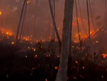 Bak Lautan Api, 20 Hektare Lahan di Minahasa Utara Terbakar