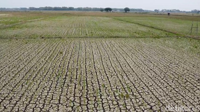 Penampakan Sungai Juana dan sawah di Pati yang mengalami kekeringan, Jumat (18/9/2026).