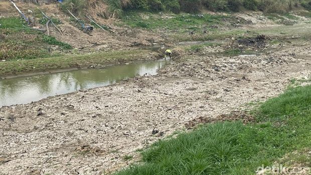 Penampakan Sungai Juana dan sawah di Pati yang mengalami kekeringan, Jumat (18/9/2026).