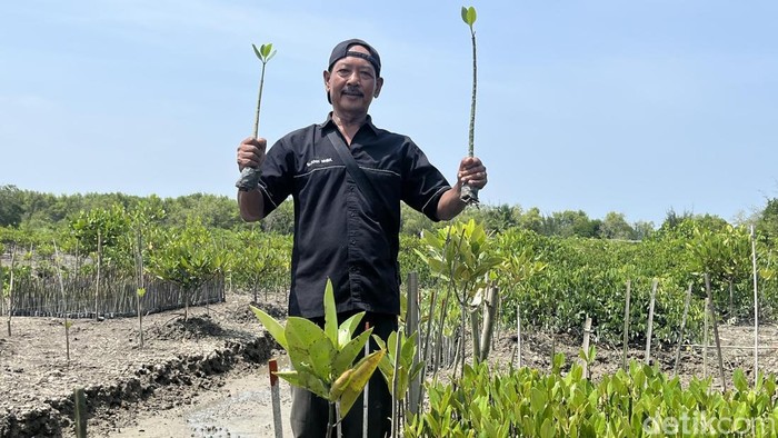 Kelompok Tani Nelayan Mandiri Desa Sei Tuan, Sukamto saat menunjukkan bibit mangrove. (Kartika Sari/detikSumut)