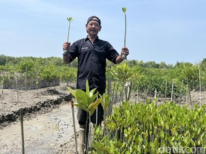 Mangrove Ditanam, Kepiting Kembali: Cerita Warga Sei Tuan Mengais Rezeki