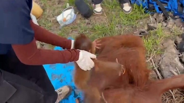 Lahan Terbakar di Kobar, Induk dan Bayi Orang Utan Diselamatkan