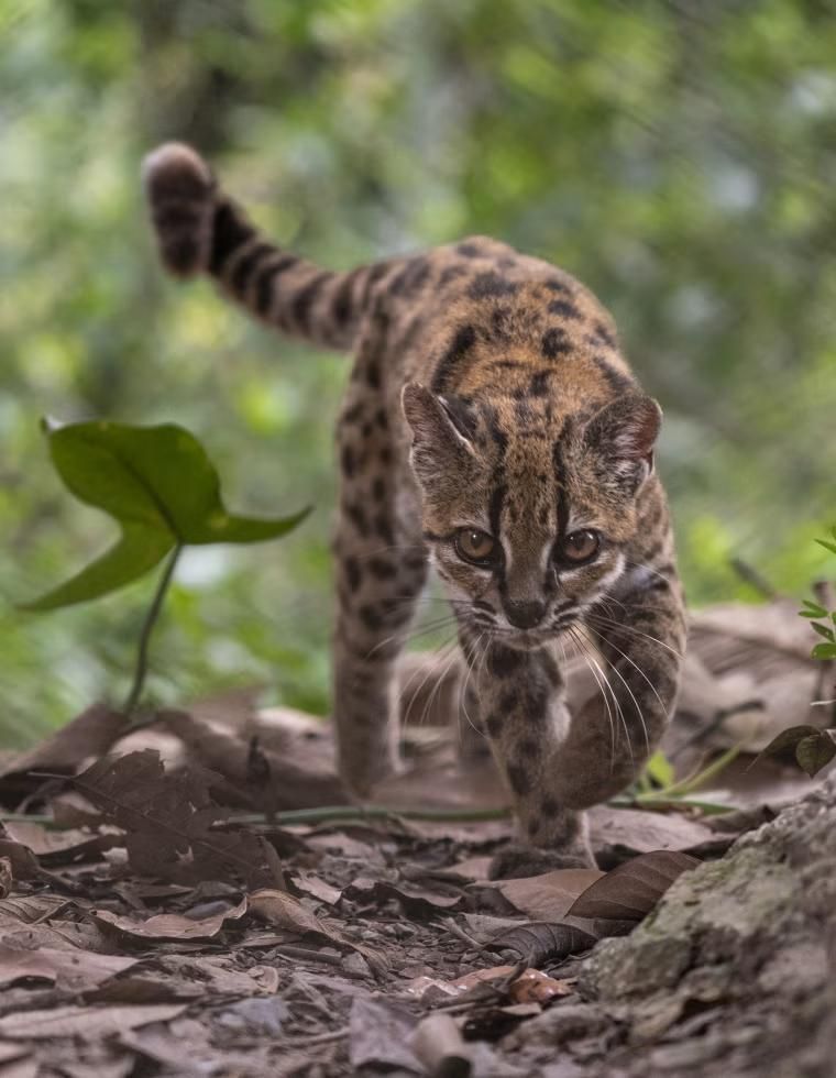 Leopardus tilcayo Kucing spesies baru Leopardus tilcayo