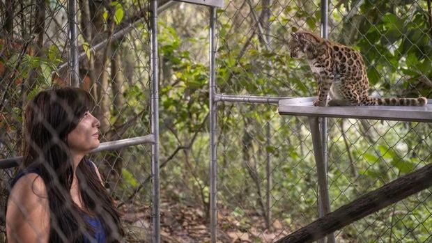 Leopardus tilcayo Kucing spesies baru Leopardus tilcayo