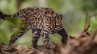 Dikira Kucing Biasa, Ternyata Spesies Baru Pertama dalam 100 Tahun