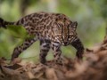 Dikira Kucing Biasa, Ternyata Spesies Baru Pertama dalam 100 Tahun