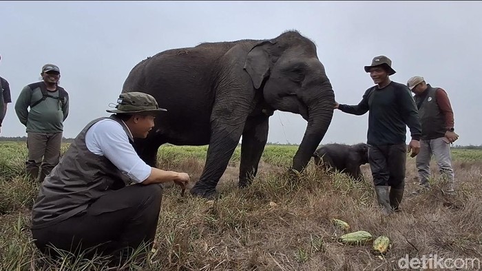 Menhut Raja Juli saat mengecek kondisi kesehatan gajah di SM Padang Sugihan OKI