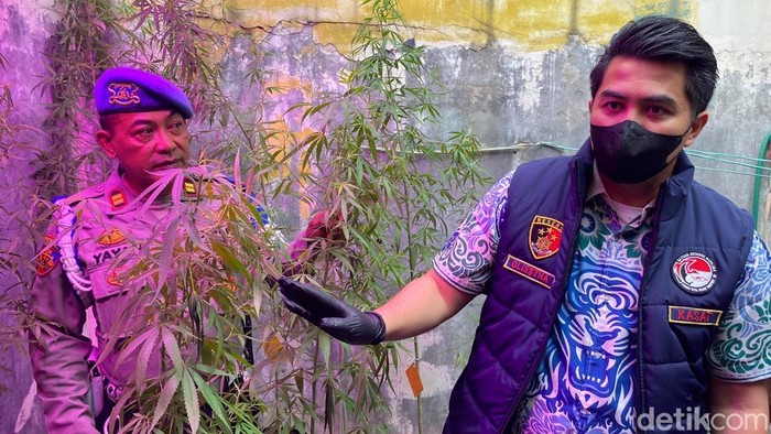 Penampakan ganja yang ditanam warga Cileunyi
