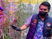 Pria di Cileunyi Bandung Sulap Rumah Jadi Ladang Ganja
