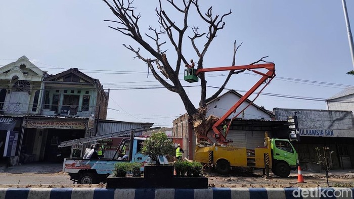 Petugas DLH Ponorogo melakukan pemotongan pohon yang diduga mati karena kesengajaan manusia.