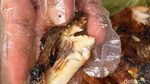Makan Murah! Ada Ikan Bakar Khas Padang di Samping Pasar Benhil