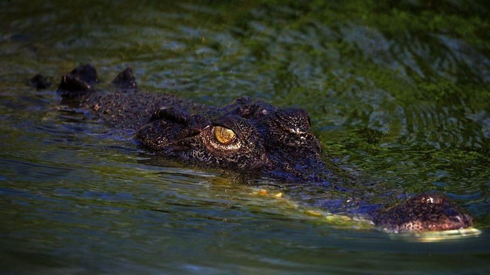 Ilustrasi -- Buaya air asin di Australia bisa mencapai bobot 1.000 kilogram dan panjang hingga enam meter (AFP via Getty Images)