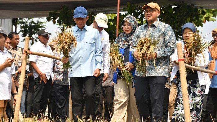 Panen Raya Pada Biosalin di Batang Catatkan Produktivitas 7 Ton/Ha
