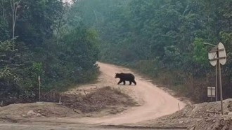 Geger Beruang Keluar dari Hutan di Musi Rawas Utara Sumsel