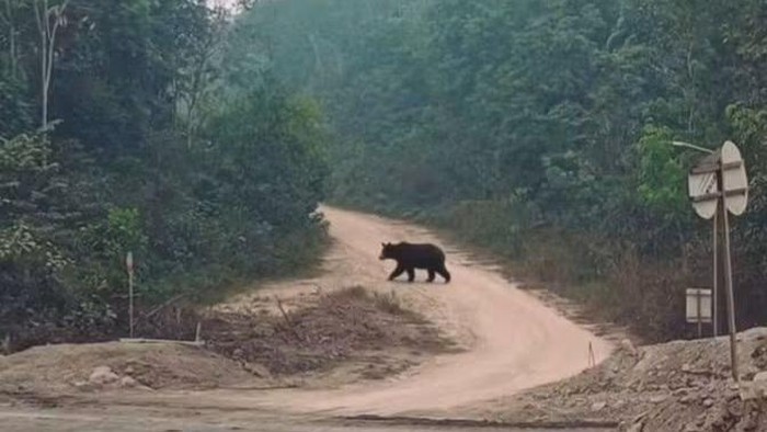 Penampakan beruang keluar dari hutan di Muratara