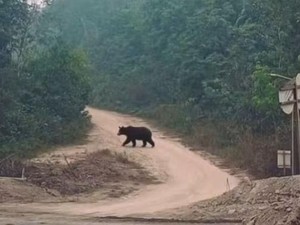 Geger Beruang Keluar dari Hutan di Musi Rawas Utara Sumsel