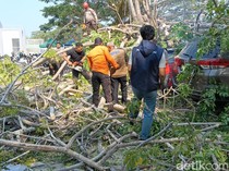 4 Mobil Tertimpa Pohon Tumbang di Gorontalo, 3 Orang Terluka