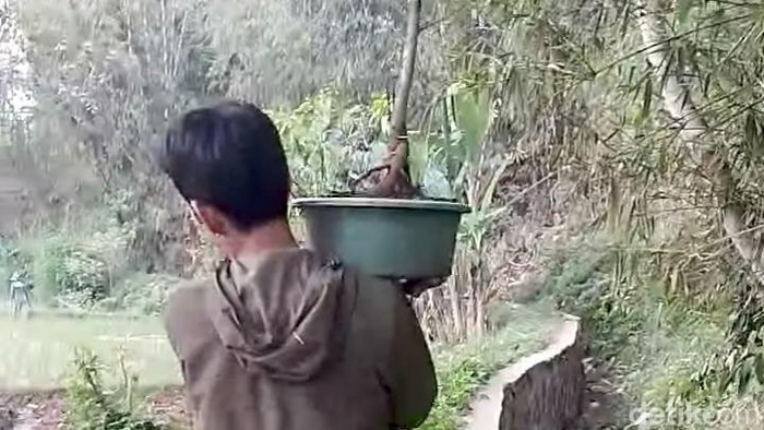 Seorang pemuda memanggul bibit pohon asem untuk ditanam di sekitar irigasi Kalimuddin