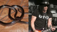 Slash Guns N' Roses Diabadikan Jadi Nama Spesies Ular Baru dari Papua
