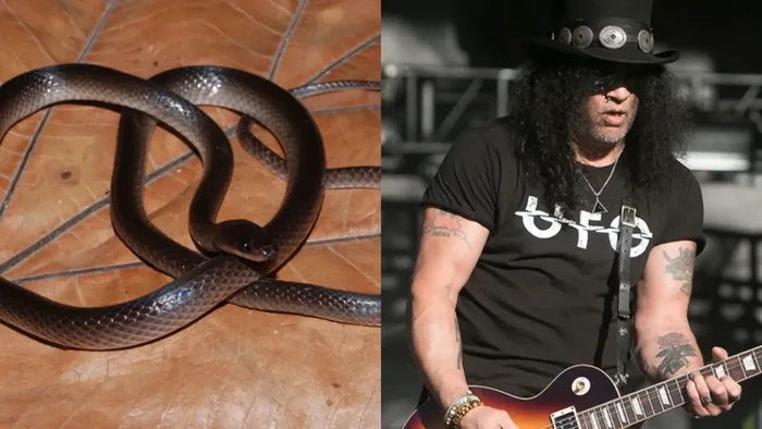Nama Slash Guns N Roses diabadikan menjadi Lielaphis slashi, spesies ular baru dari hutan New Guinea yang ditemukan lewat analisis genetik.