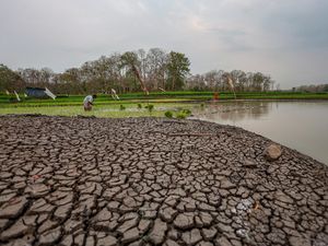 Video: Duh! PBB Pastikan El Nino akan Bertahan hingga Februari 2027