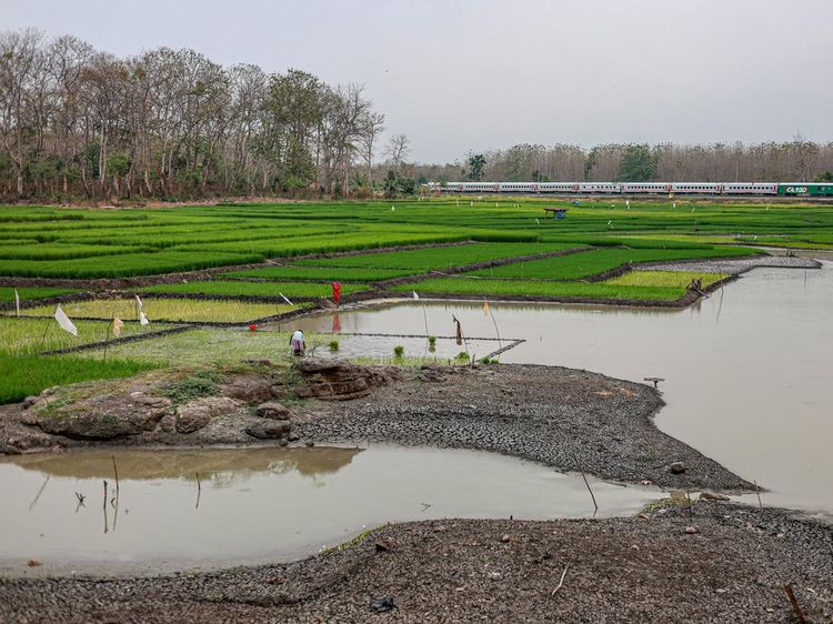 Waduk Saradan Menyusut, Petani Manfaatkan Lahan untuk Tanam Padi