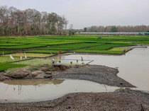 Waduk Saradan Menyusut, Petani Manfaatkan Lahan untuk Tanam Padi