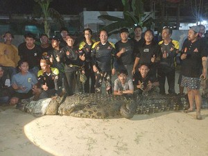 Buaya 4,4 Meter Ditangkap Usai Terkam Warga Sangatta
