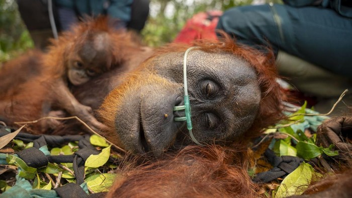 Evakuasi orang utan di Pelang, Ketapang