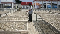 Ikan Teri Cirebon Bersiap Naik Kelas, Mutu Hasil Perikanan Jadi Perhatian