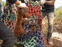 Induk dan Anak Orangutan Dievakuasi dari Kepungan Sawit di Ketapang