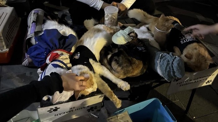 Kucing berkostum diduga lemas di Jalan Tunjungan Surabaya.