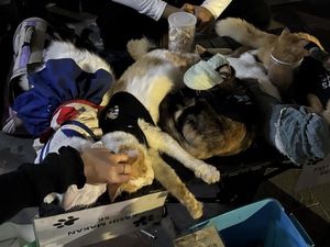 Cat Lovers Soroti Viral Kucing Berkostum di Jalan Tunjungan Surabaya