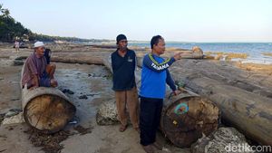 Potret Ratusan Kayu Gelondongan Terdampar di Pantai Sumenep
