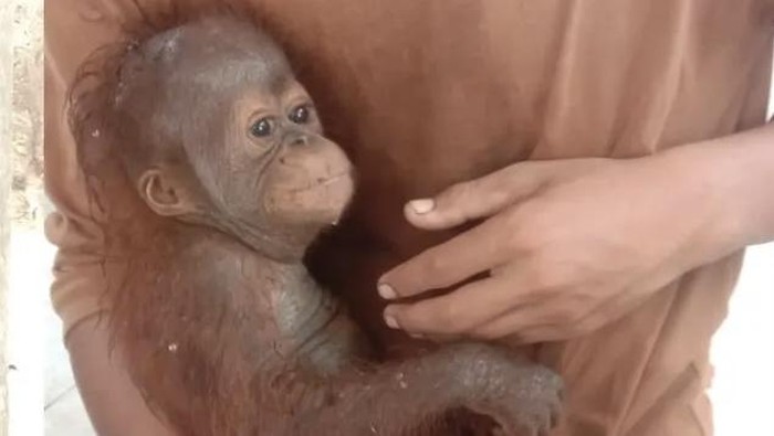Anak orang utan ditemukan di tepi sungai di Lamandau, diduga lemas karena asap karhutla.