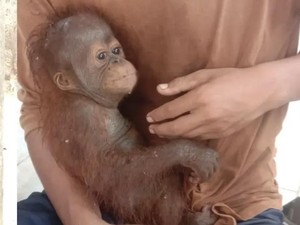 Anak Orang Utan Ditemukan Lemas di Tepi Sungai, Diduga Terpapar Kabut Asap