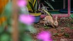 Asrinya Taman Mini Marunda, Ada Tanaman Pangan hingga Satwa