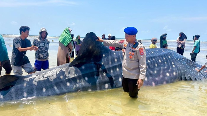Bangkai hiu terdampar di pantai Wakatobi.