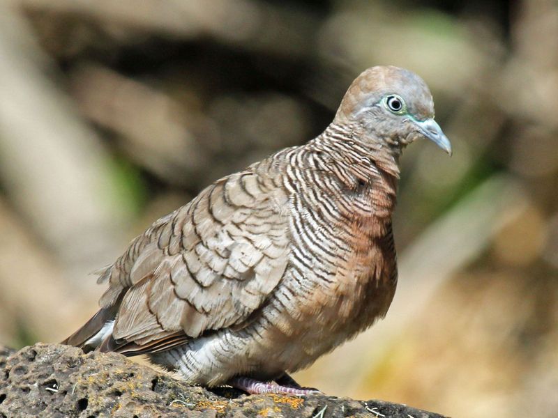 Burung Perkutut (Geopelia striata) Burung Perkutut (Geopelia striata)