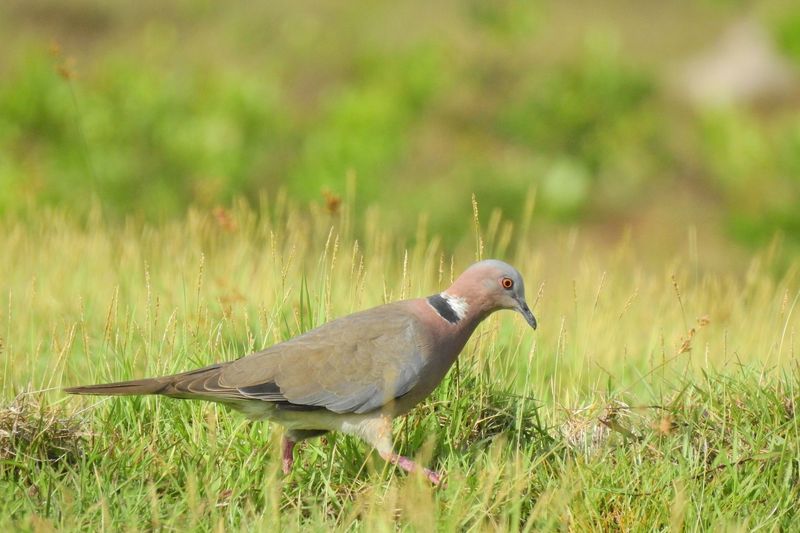 Burung puter (Spreptopelia bitorquata) Burung puter (Spreptopelia bitorquata)