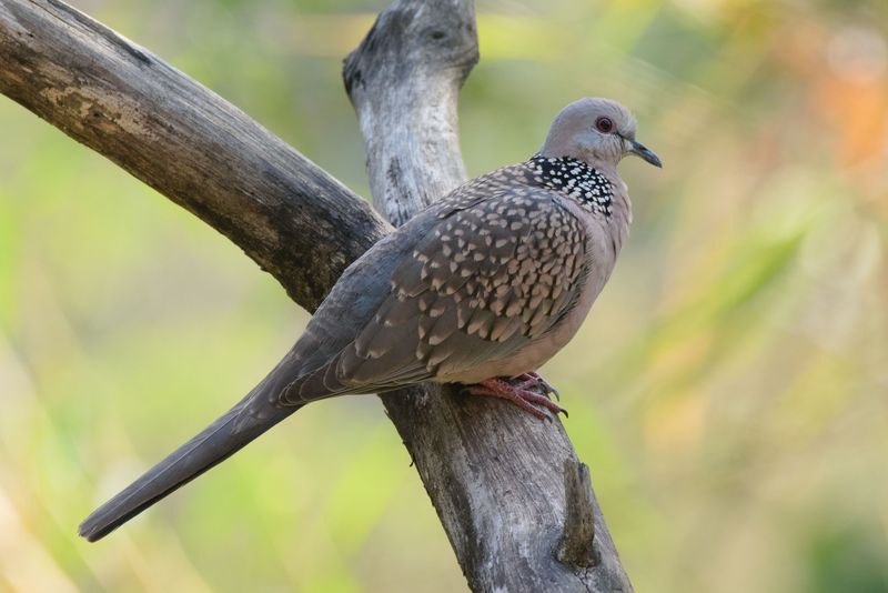 Burung Tekukur (Streptopelia chinensis) Burung Tekukur (Streptopelia chinensis)