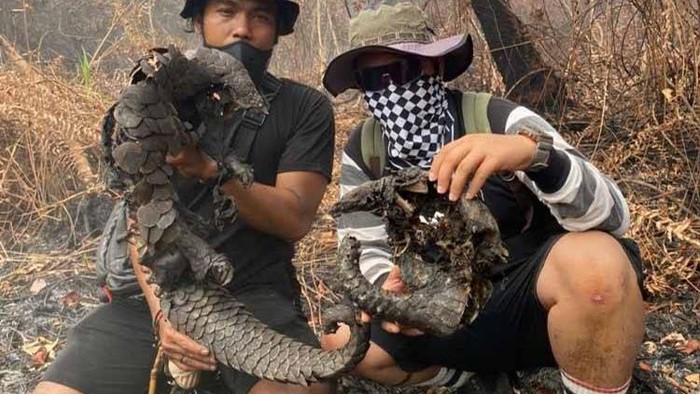 Dua trenggiling ditemukan terpanggang di wilayah karhutla.