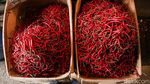 Harga Cabai Rawit Merah Tembus Rp70 Ribu per Kg di Tangerang