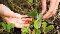 Mau Makan Buah Langsung dari Pohon? Coba Datang ke 4 Destinasi Wisata Ini