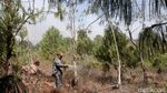 Kebakaran Hutan Kepung Villa de Leyva