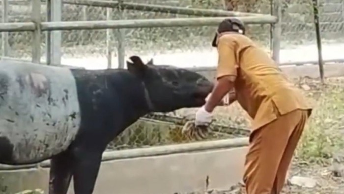 Kondisi tapir yang ditemukan di Mesuji