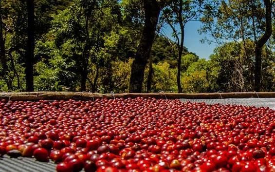 Kenalan Yuk! 4 Metode Pengolahan Kopi yang Bikin Karakter Rasanya Beda