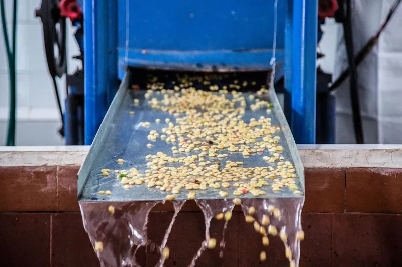 Kenalan Yuk! 4 Metode Pengolahan Kopi yang Bikin Karakter Rasanya Beda